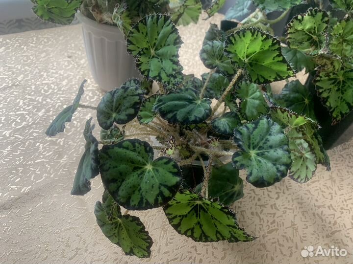 Бегония тигровая. Декабрист 2/1