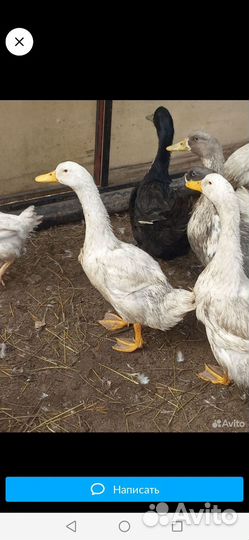 Гусь и утка