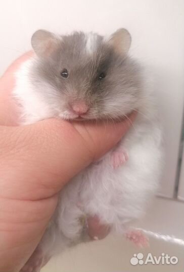 Сирийский хомяк малыши редких окрасов