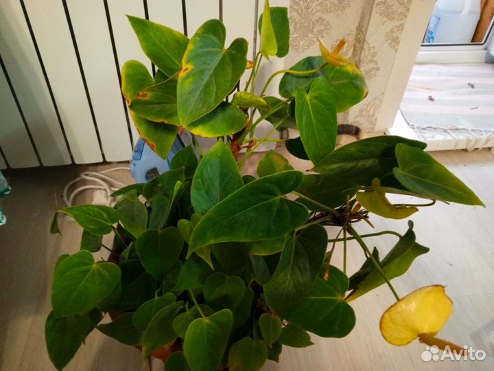 Комнатные цветы антуриум