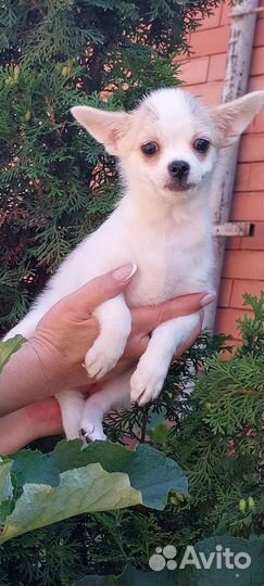 Собаки щенки