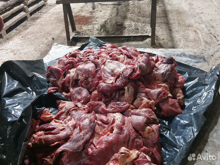 Мясо собакам