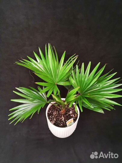 Пальма ливистона в интерьерном горшке 17/50