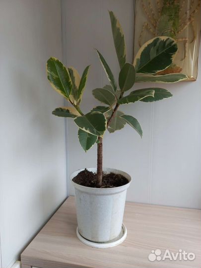 Фикус вариегатный тинеке