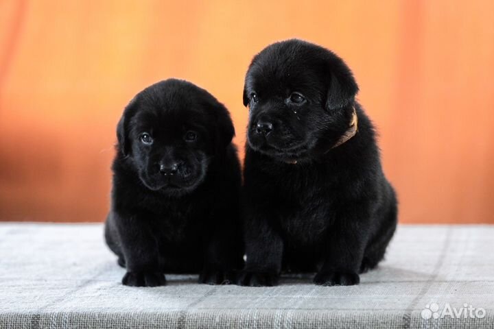 Щенки лабрадора