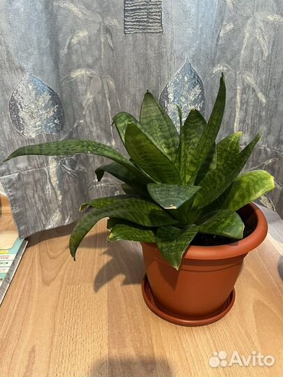 Сансивиерия (тещин язык)
