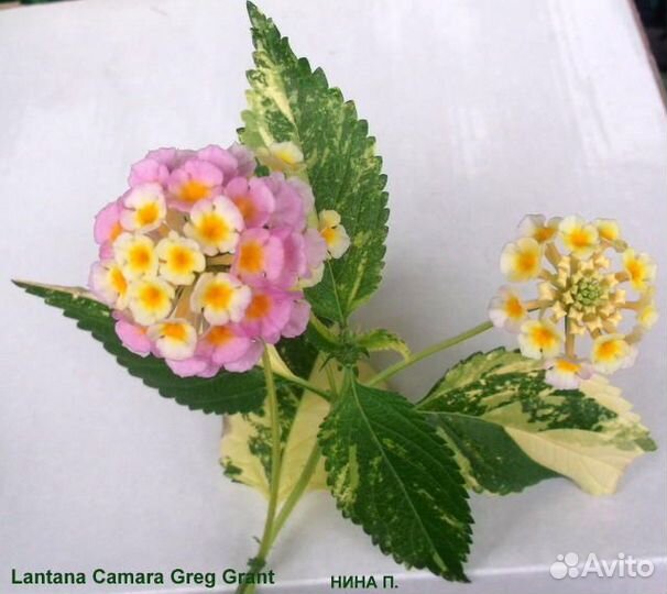 Лантана Greg Grant
