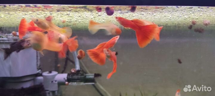 Гуппи красный альбинос, чистая линия