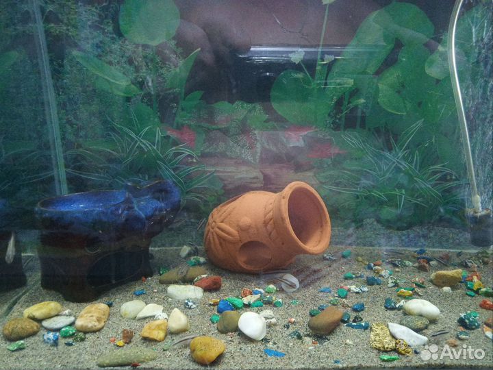 Пельмато хромис крибензис попугайчик)