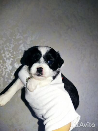 Шикарная пуховая Принцесса девочка кхс