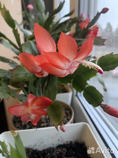 Декабрист шлюмбергера