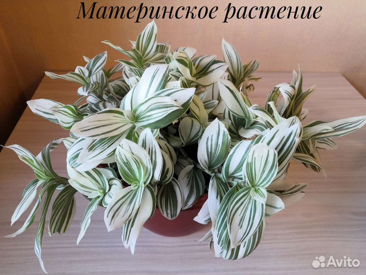 Комнатные цветы (Традесканция(альба) Хлорофитум