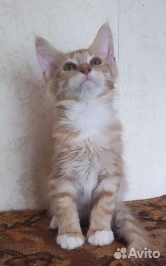 Кошечка мейн кун