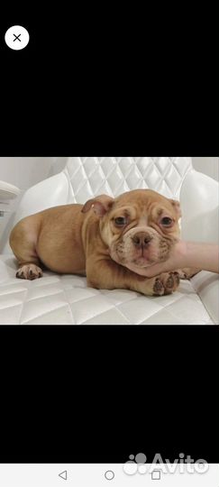 Американский булли девочка