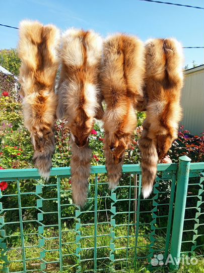 Лисья шкура