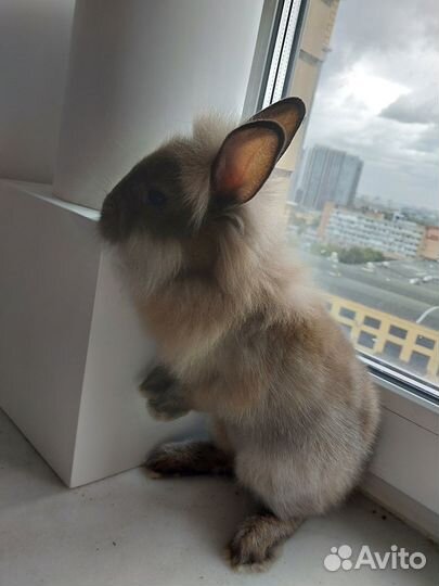 Декоративные кролики 2 мес