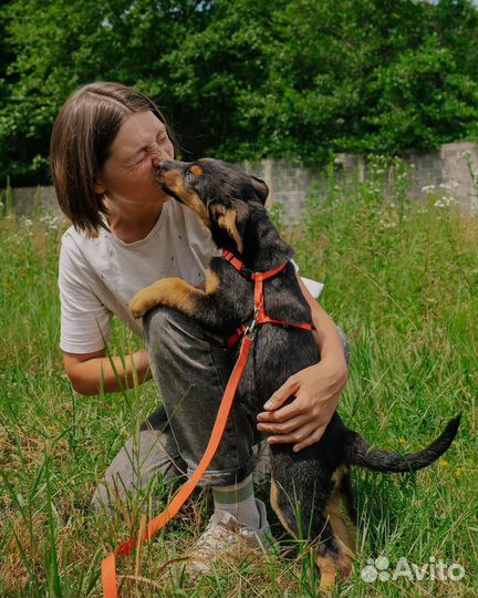 Щенок в добрые руки бесплатно