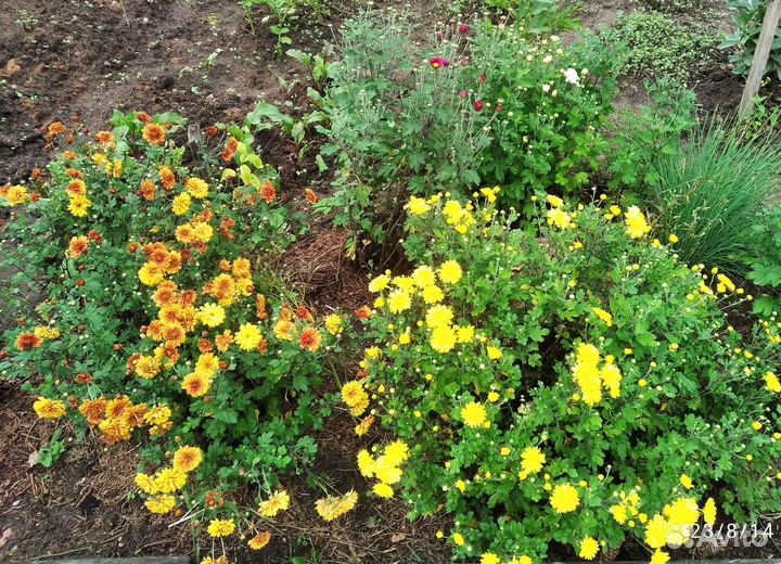 Хризантемы, астры