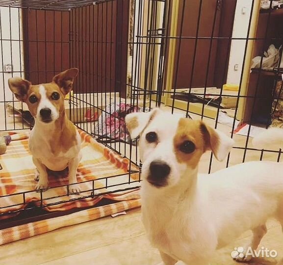 Клетка для большой собаки