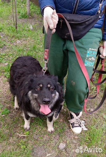 Собака улыбака