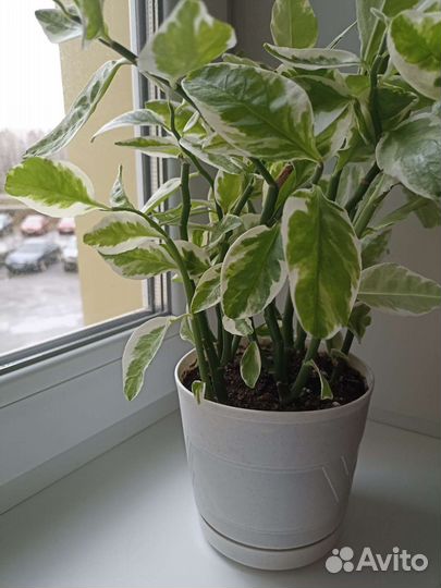 Комнатное растение Педилантус