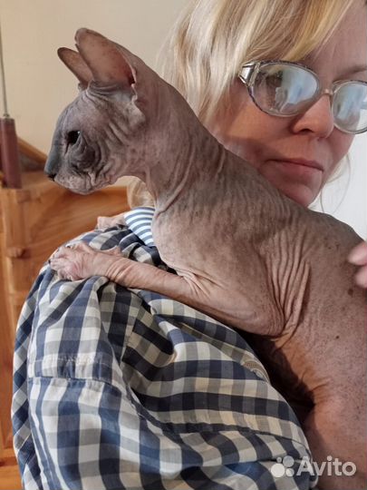 Сфинкс - кошечка в добрые руки