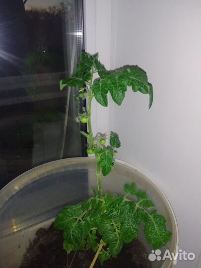 Рассада помидор chery