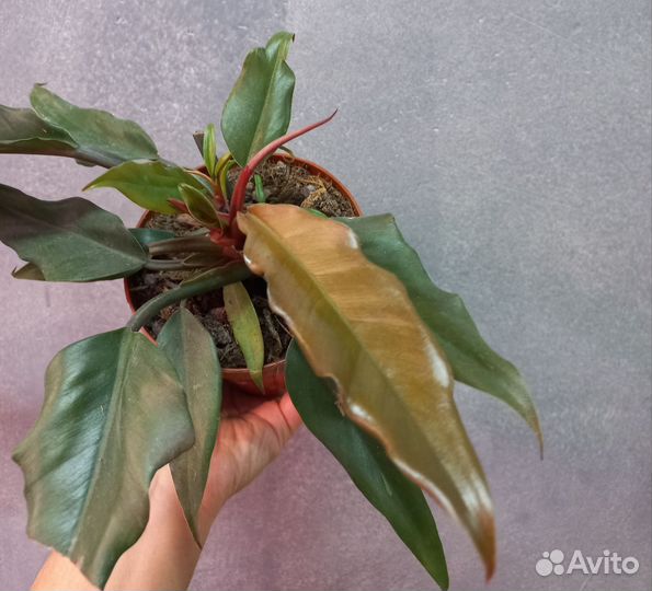 Сортовые филодендроны