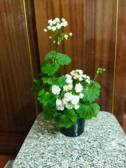 Пеларгония (герань) сортовая April snow