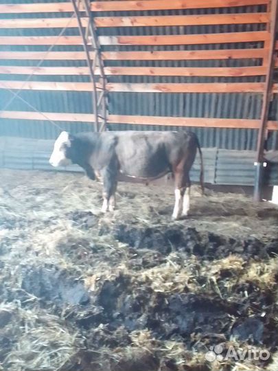 Быки и телки