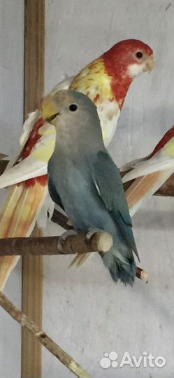 Попугай неразлучники