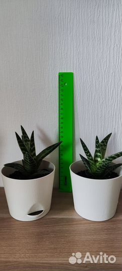 Алоэ пестрое