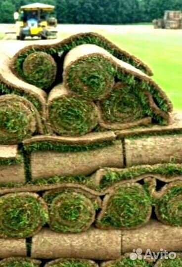 Рулонный газон 