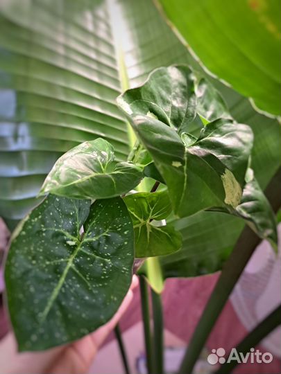 Филодендроны