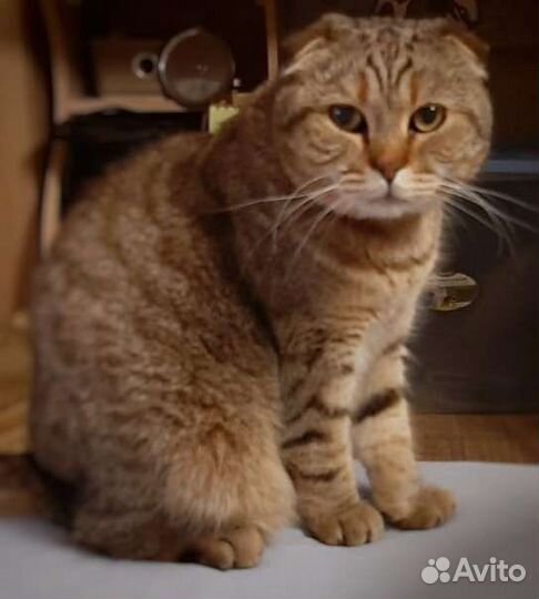 Шотландская вислоухая