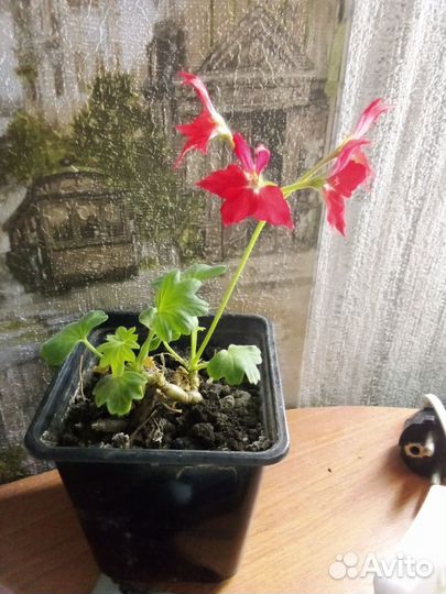 Пеларгония гвоздичная
