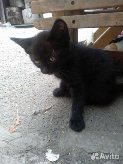 Кошки и коты в добрые руки