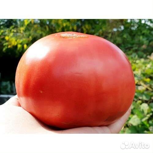 Семена коллекционных томатов США, Италия, Германия