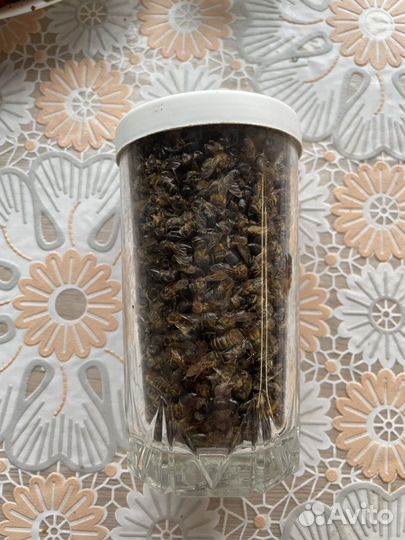 Пчелиный подмор