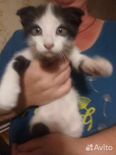 Котята в добрые руки бесплатно