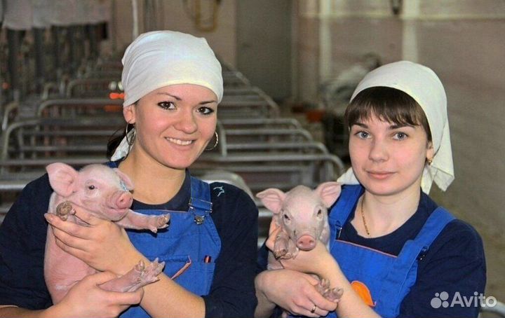 Работник на свиноводческую ферму(Вахта)