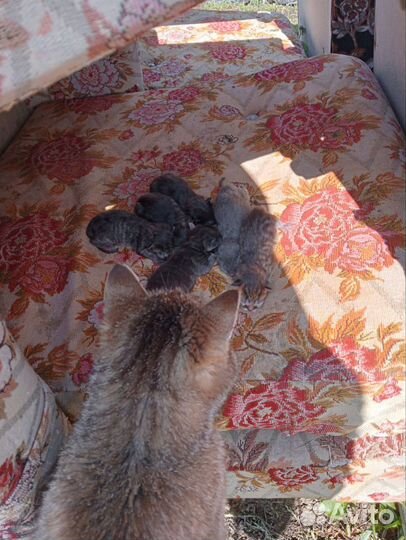 Отдадим в добрые руки