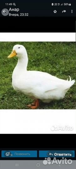 Мясо белой утки