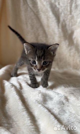 3 маленьких рыси