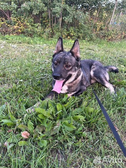 Чарли ищет дом