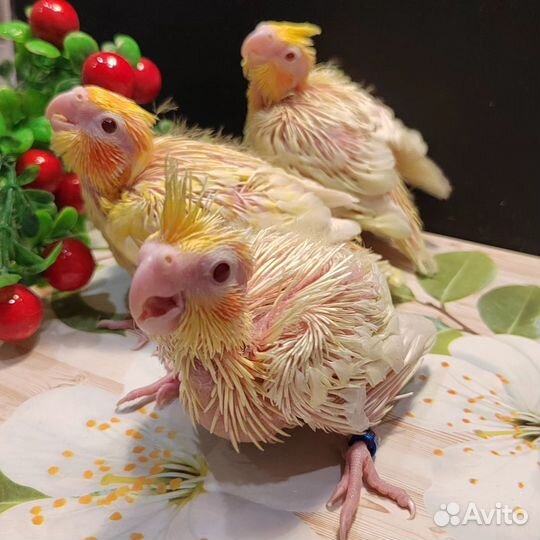 Попугаи птенцы выкормыши