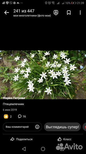 Садовые многолетники