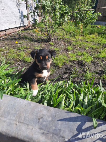 Щенки ищут дом