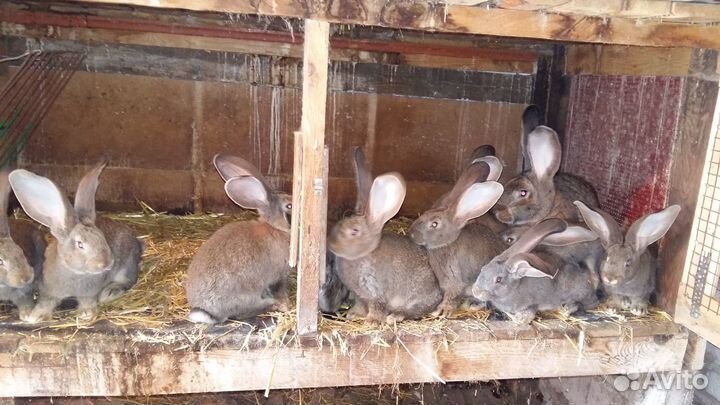 Кролики Фландр