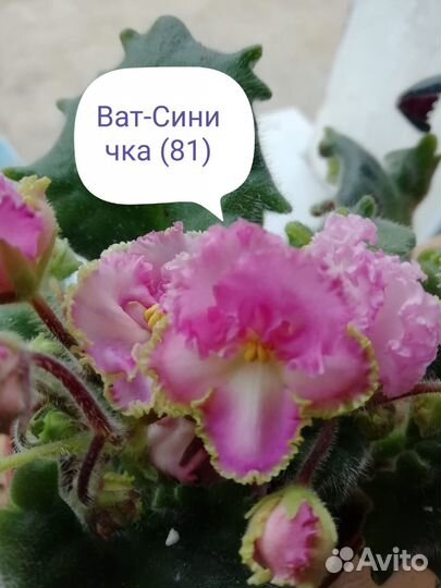 Сортовые фиалки